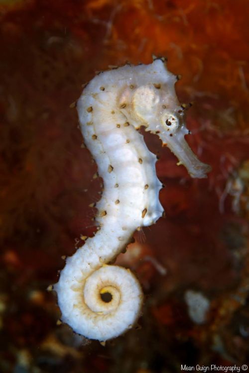 this little cutie hooked itself on a d-ring on my bcd right after i took this photo!Thorny Seahorse 