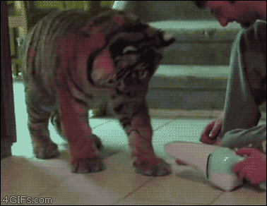combeferret:  thetimesinbetween:  4gifs:  Tiger vs. Dustbuster  THIS TIGER IS FRIGHTENED OF A DUSTBUSTER I’M CRY  THATS THE EXACT SAME BODY LANGUAGE AND REACTION A LITTLE HOUSE CAT WOULD HAVE I LOVE KITTIES SO MUCH   S