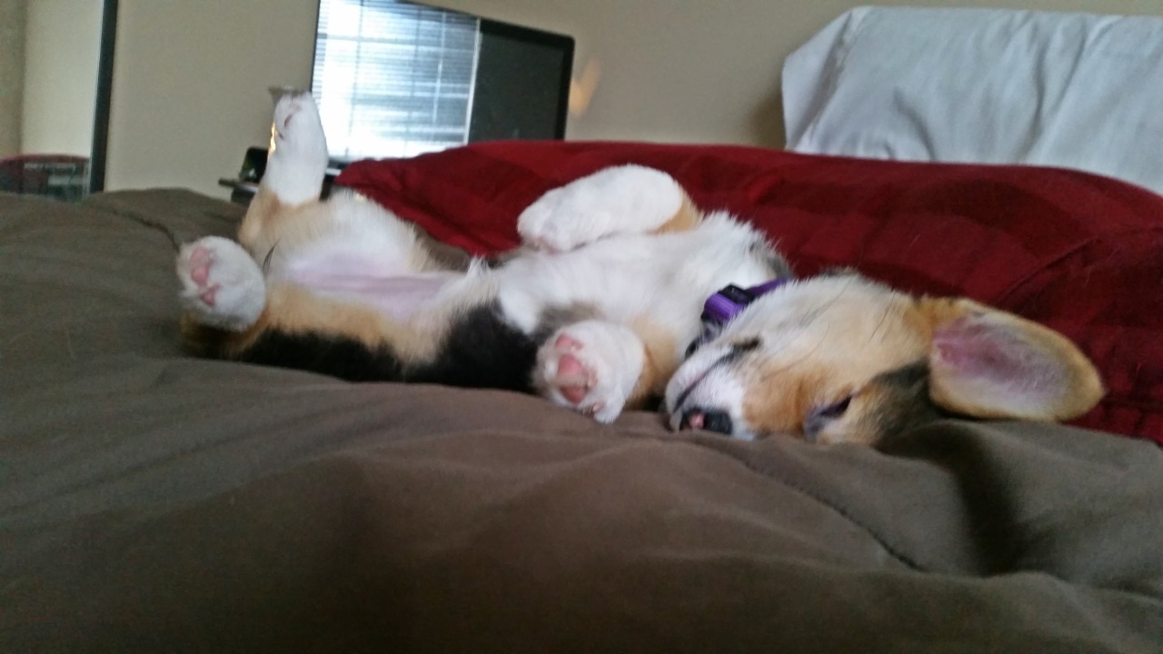 vegasthecorgi:  Nightynight!