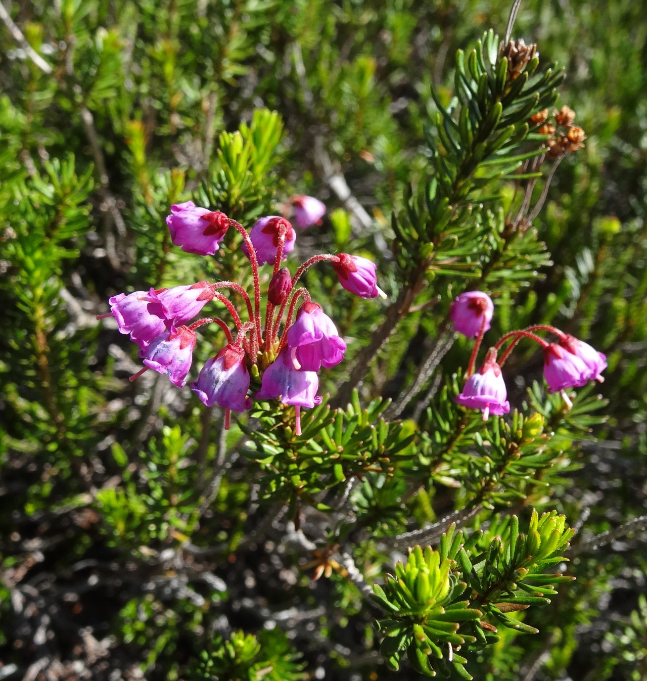 Pink mountain heather, Phyllodoce empetriformis, is a favorite of bees in the western North American mountains. This one was seen on Mount Baker, in Washington State.