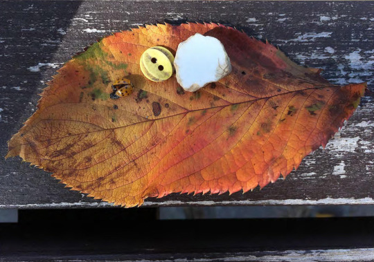 Yellow leaf over a wooden surfarce. A lady bug and a stone are on top of the leaf.