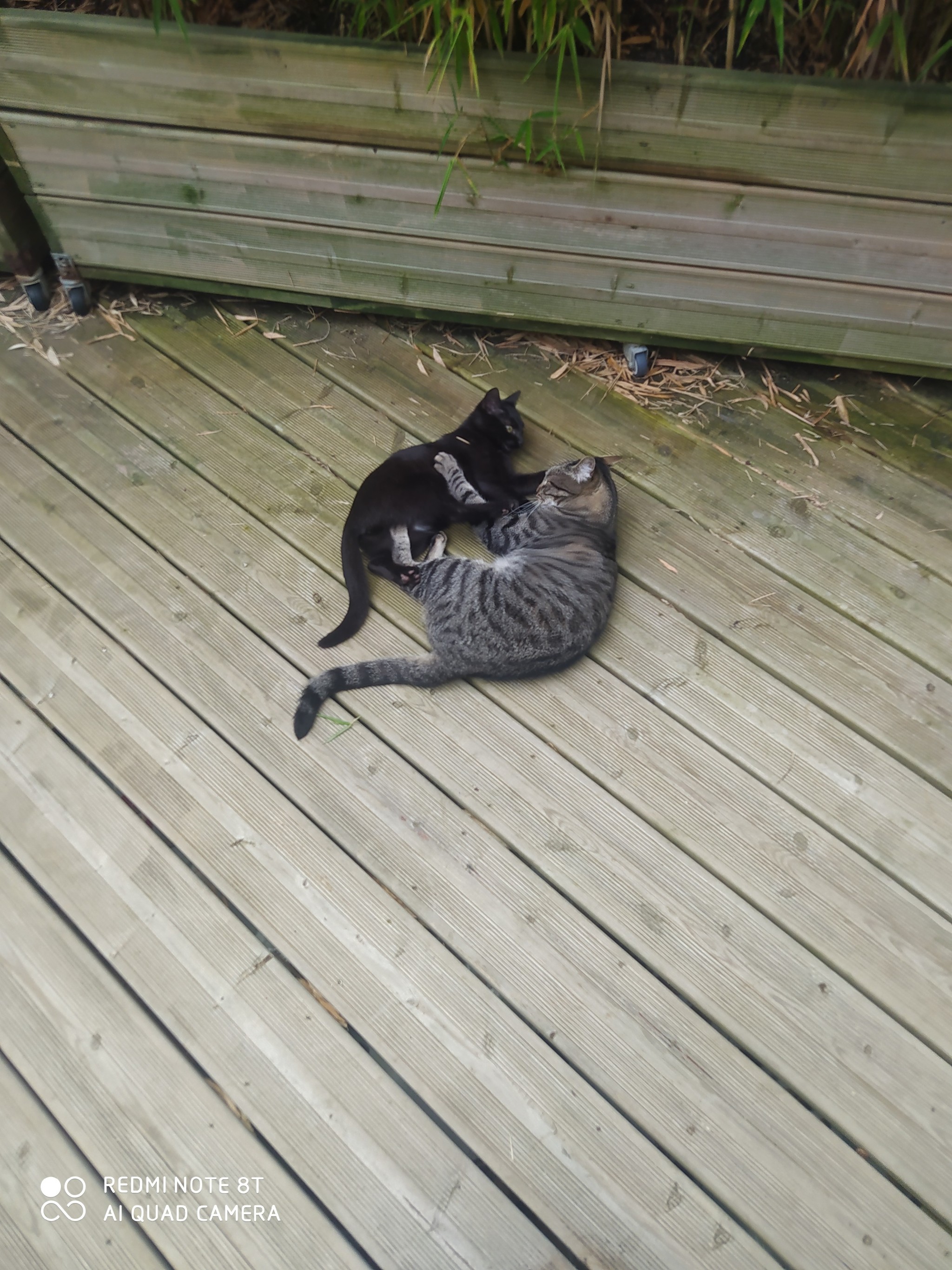Chat Mignon Explore Tumblr Posts And Blogs Tumgir Chat Mignon Explore Tumblr Posts And Blogs Tumgir