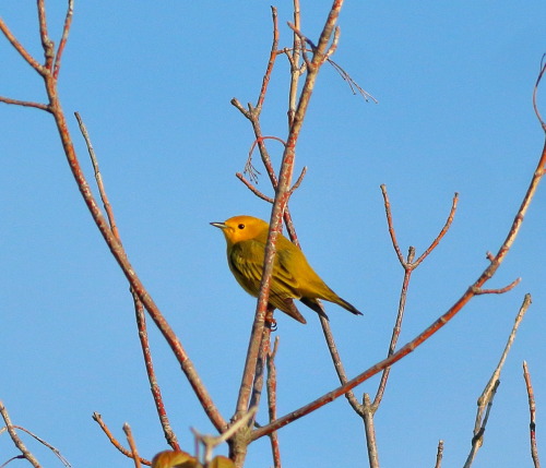 A Yellow Warbler finds dead branches from which to survey the forest.
