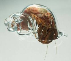 dualvco:  rahulssecondblog:  An artist has made glass shells for hermit crabs so he can watch what they are doing.  Pervert 