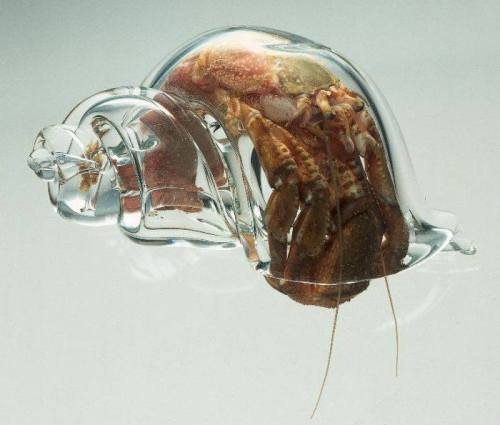 dualvco: rahulssecondblog: An artist has made glass shells for hermit crabs so he can watch what the