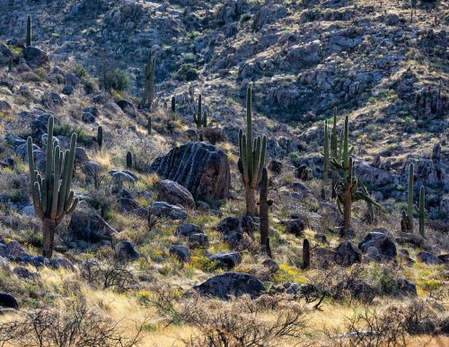 Saguaro’s and rocks for earth day . . . . #catalinastatepark #visittucson #arizona #azstatepar