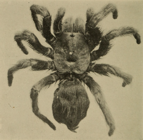 nemfrog: Tarantula. Animal Forms. 1902.Internet Archive