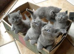 cute-overload:  Aww Box of Cuties!http://cute-overload.tumblr.com