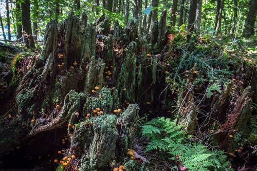 microcosmicobservations:Massive decomposing stump covered in Cladonia sp. lichen and mushrooms. I di