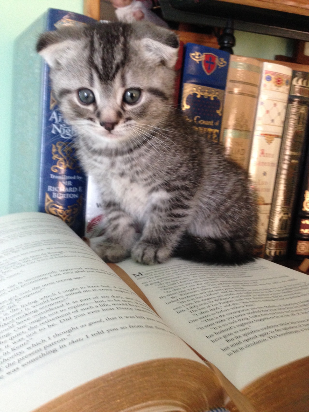 bookphile:  Me: Mom, send me pictures of kittens with the books, so I can put them