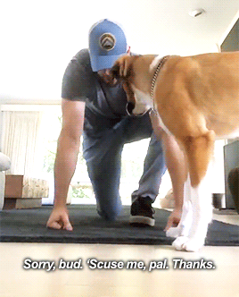 the-avengers-initiative99:Chris Evans’ relationship with his dog is honestly the purest thing 