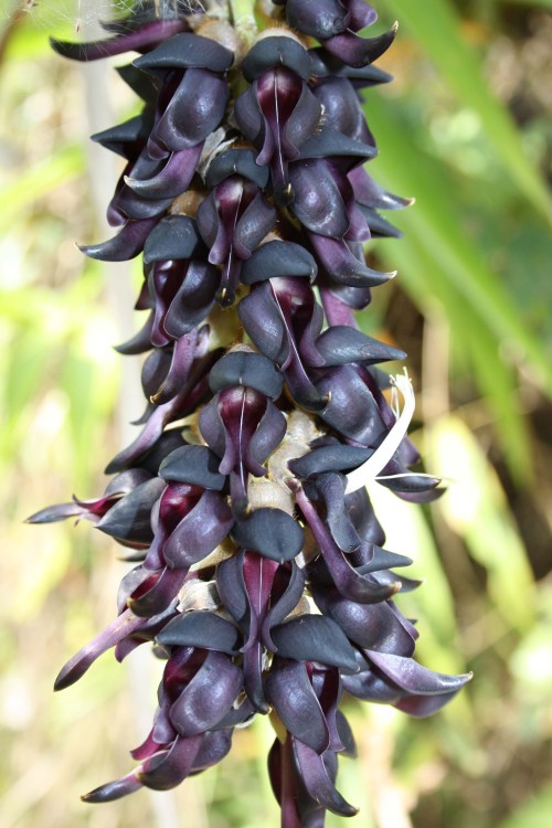 L-Dopa is a chemical that is made with a part of the Mucuna prurien plant. It is well known for the 