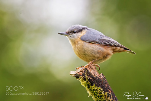 Eurasian nuthatch by EvelyneOConnor