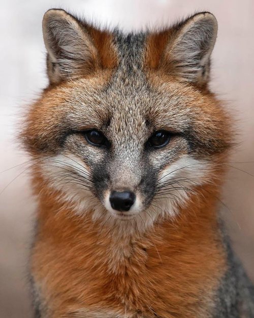 everythingfox:Wolf Park