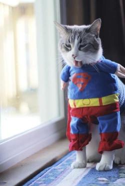 pleatedjeans:  16 Superhero Cats That Are Here to Rescue You