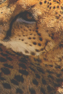 celestiol:  Eye of the Cheetah | by Dan Cook