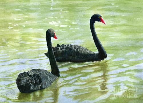  Sharon Freeman Two Black Swans