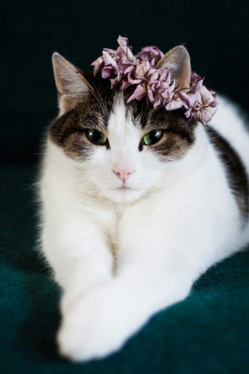 my-moonlight-us: Spring cats with