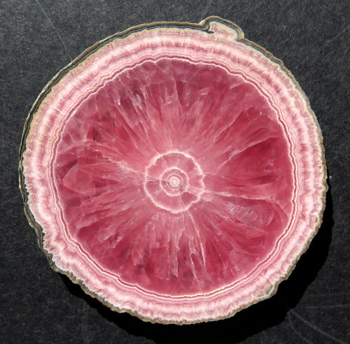 ghminerals: Highest quality Rhodochrosite slice. Offering a dead on perfect 3 3/8 across full edge r