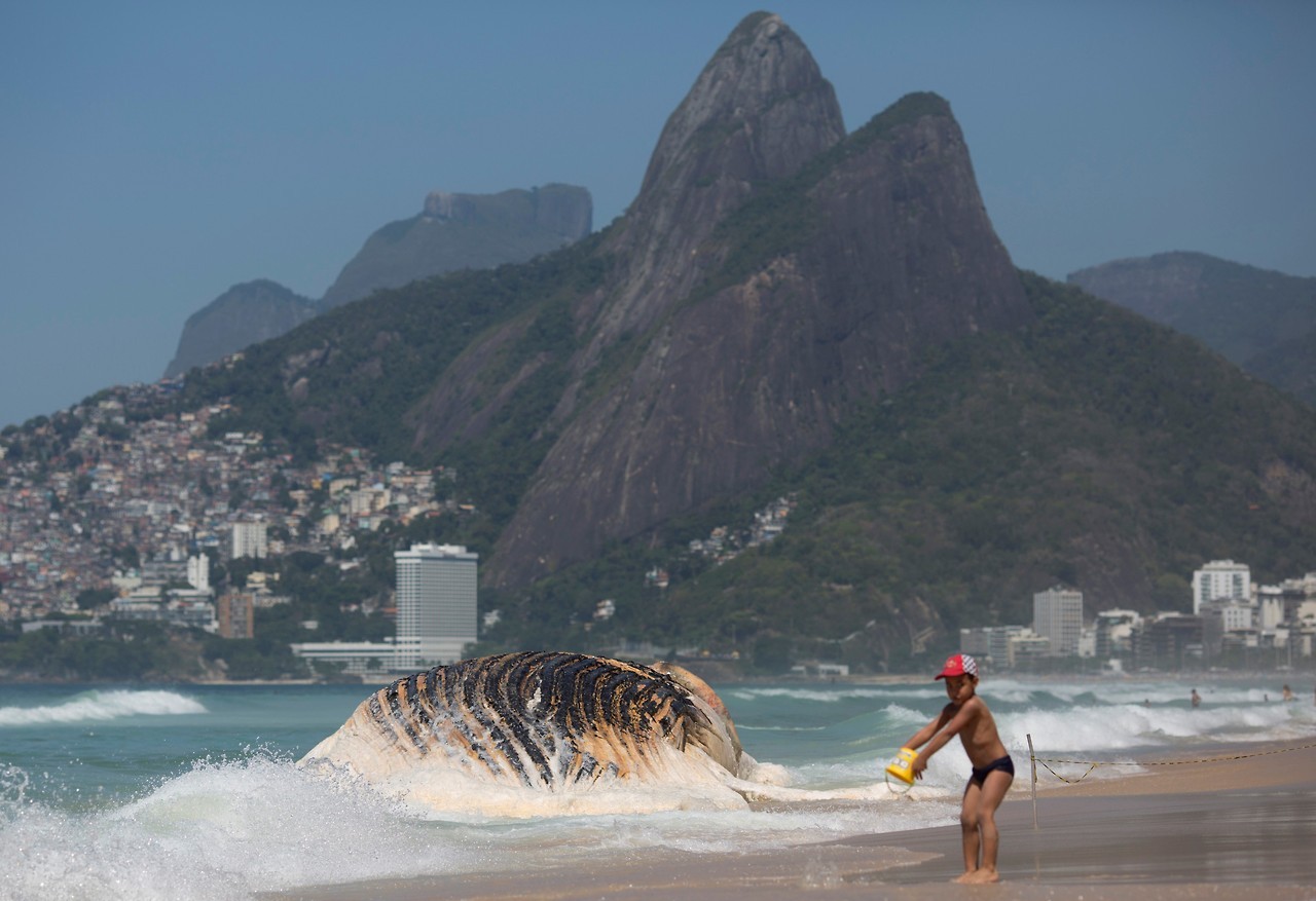 MUERTE EN LA PLAYA. Una ballena yubarta de entre 13 y 15 metros apareció muerta, frente a la turística playa de Ipanema de Río de Janeiro, Brasil. La ballena, de cerca de 30 toneladas, tenía la mandíbula separada del cuerpo, según aseguró el Centro...