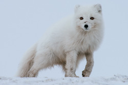 earthandanimals:    Winter’s alive by Ivan Kislov  