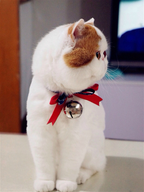 yaoi-blcd:  fuckyeahchinesefashion:Hong Xiaopang(红小胖), literally red-little-chubby, also known as the Snoopy cat in English, lives a happy life in Chengdu, China.the mosspaca crew’s on vacation or smthg so have some cats