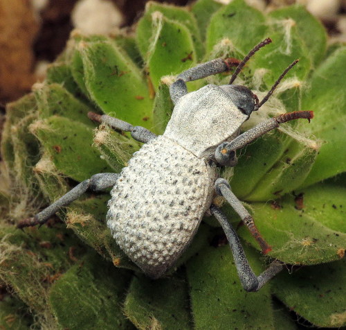 coolbugs:Bug of the DayAhhhh the desert, where it’s warm, and there’s no snow (is that even true rig