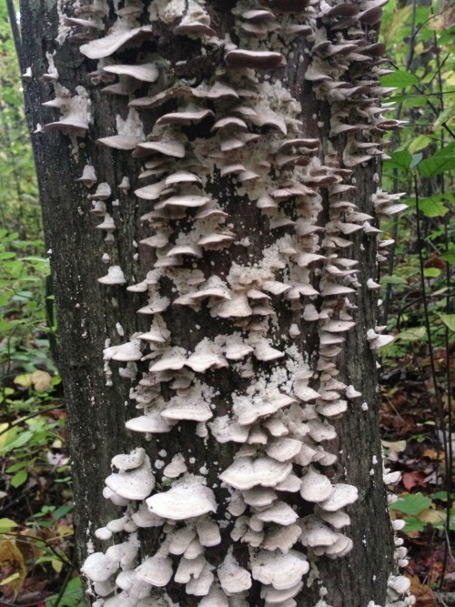 Look at all this fungus