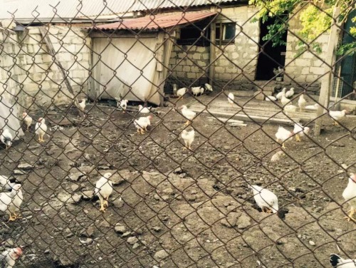 daveinmoldova:  Wake up call. The ones responsible for all the concerted crowing at 4 in the morning with no snooze button. Just another day in Peace Corps Moldova. 