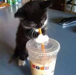 awwww-cute:  He just wanted a sip (Source: