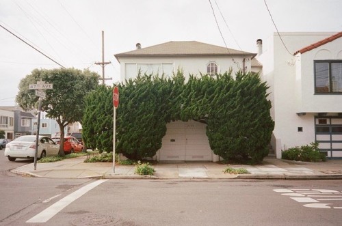 Porn photo itscolossal:  The Wild Topiaries of San Francisco