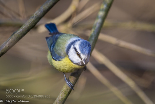 Eye to eye by Juergen_Daum