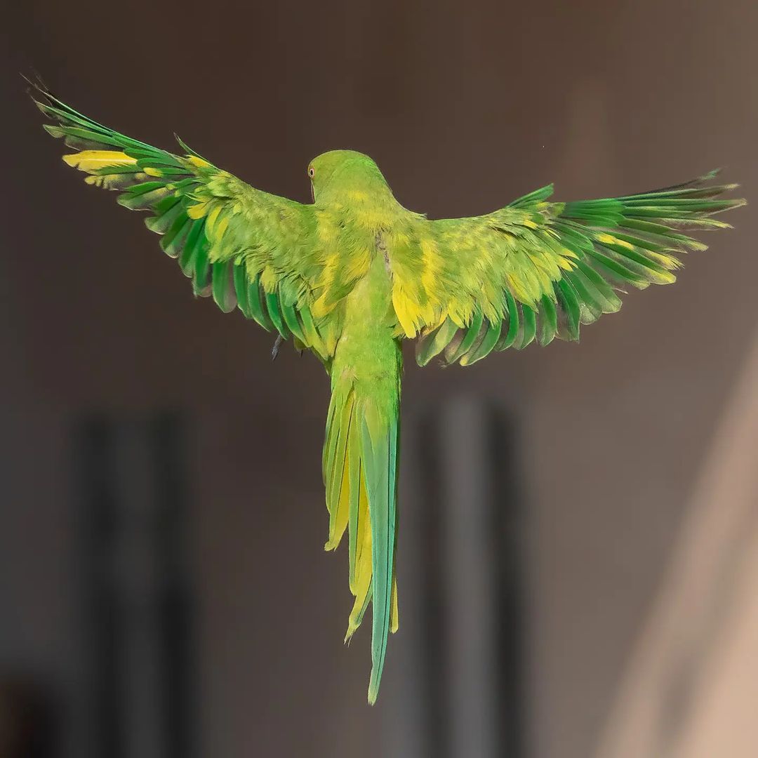 Rose-ringed Parakeet