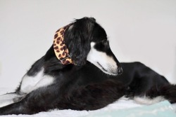 Luciathesaluki: Lucia And Her New Collar I Made For Her 😊🐆 I Really Want Another