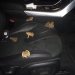 Unbaptized Babies Driving Gay Cars