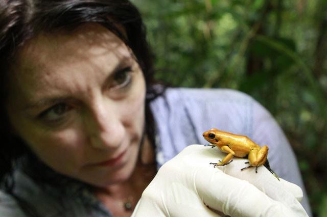 rhamphotheca:  A Mistake Not to Make With the World’s Most Poisonous Frog Lucy