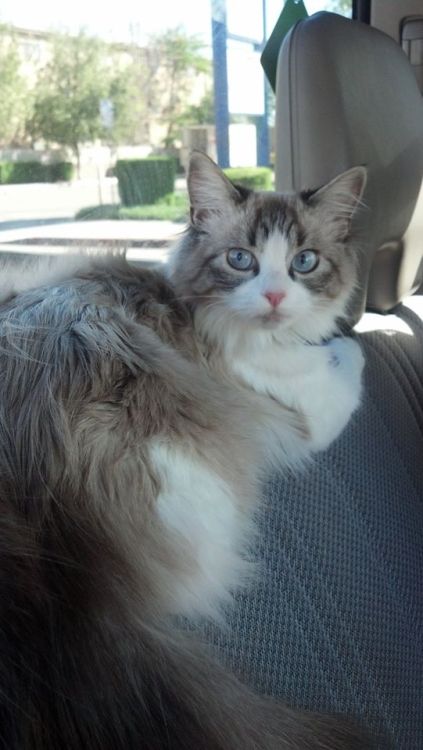 sara-meow: kittensplaypin: we went for a ride &lt;3 Marie Ellenora Awww,baby &lt;333