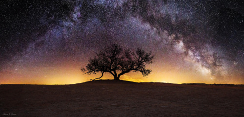 Tree of Wisdom by Aaron J. Groen js