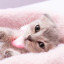 fluffandkittens