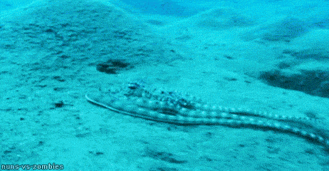 unexplained-events:  Mimic Octopus This sea creature can mimic the behaviors and various shapes of different animals it sees. They are highly intelligent and use their ability to camouflage and avoid predators. It is so intelligent that it will actually