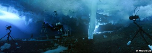 danaorherdouble:  scientistmary:  Did you know that in 2011 a bizarre underwater “icicle of death” was filmed by a BBC crew? They did it using timelapse cameras, under the ice at Little Razorback Island, near Antarctica’s Ross Archipelago. The icy