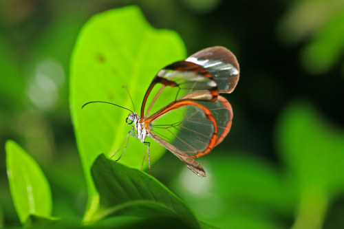 Glasswing butterfly (Greta oto)