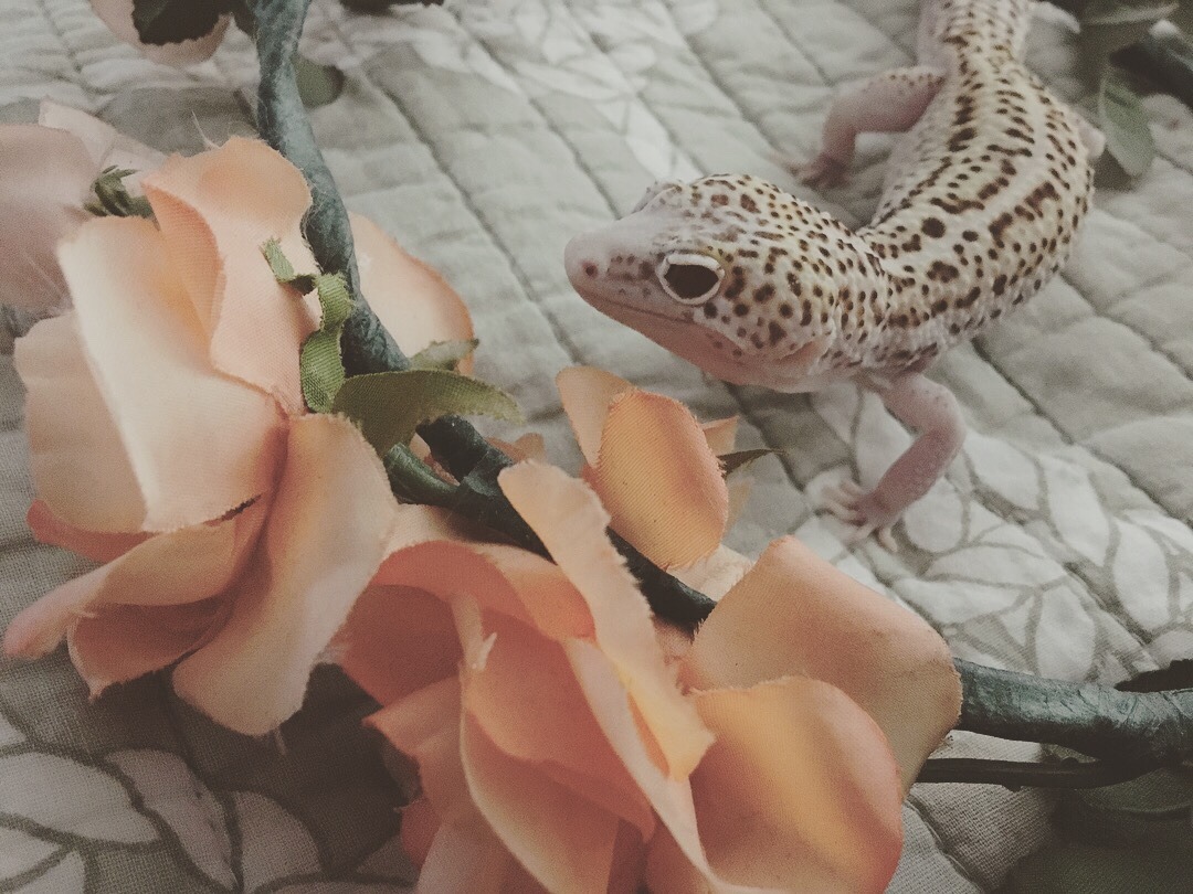 geckomancyy:Flower crown Bijou~