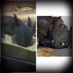 awwww-cute:  I sent my friend a picture of my axolotl (toothless), and she sent me back this! TWINS!! 