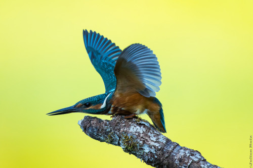 Common Kingfisher (Alcedo atthis) >>by Julien Ruiz