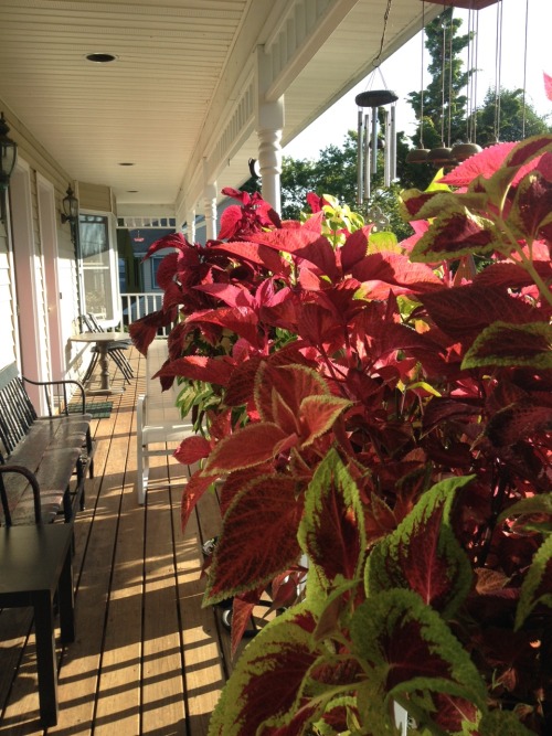 nyackbackyard:Our front porch is so colorful this summer because of the loopback watercontroller Dun