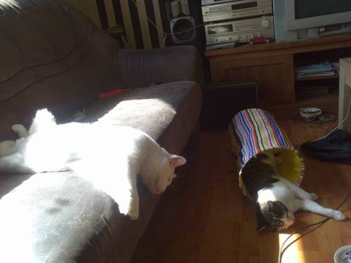 Sex catsbeaversandducks:  The Sunbeam Has Claimed pictures