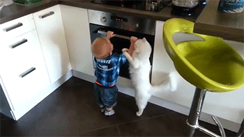 wolvensnothere:  phoenixwrites:sizvideos:Cat Protects Little Boy From the Hot StoveVideoLITTLE
