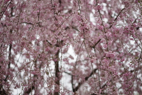 念願の権現堂の桜と菜の花です。 お天気が悪い事はわかっていたけど この日に行かないと 今年はもう見られないので 思い切って行ってきました。 案の定、あいにくのお天気だったけど 滞在中は大丈夫でした。 