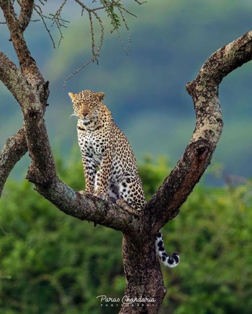 Photo by @paraschandaria Leopards is always special, however spotting one in Nairobi National Park. 